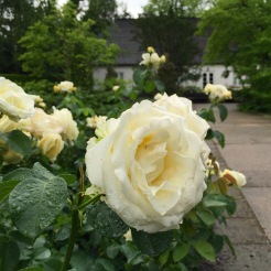 Chopin rose