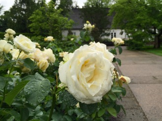 Chopin rose